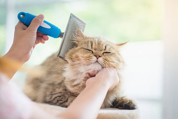 Understanding the Benefits of Regular Grooming for Cats