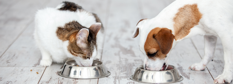 The Importance of Proper Nutrition for Your Pet