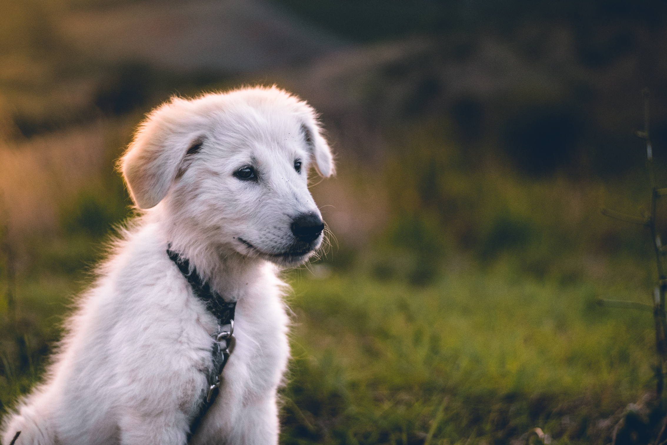 Puppy Supplies