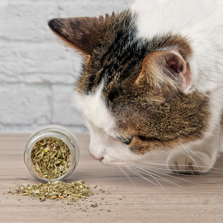 Catnip