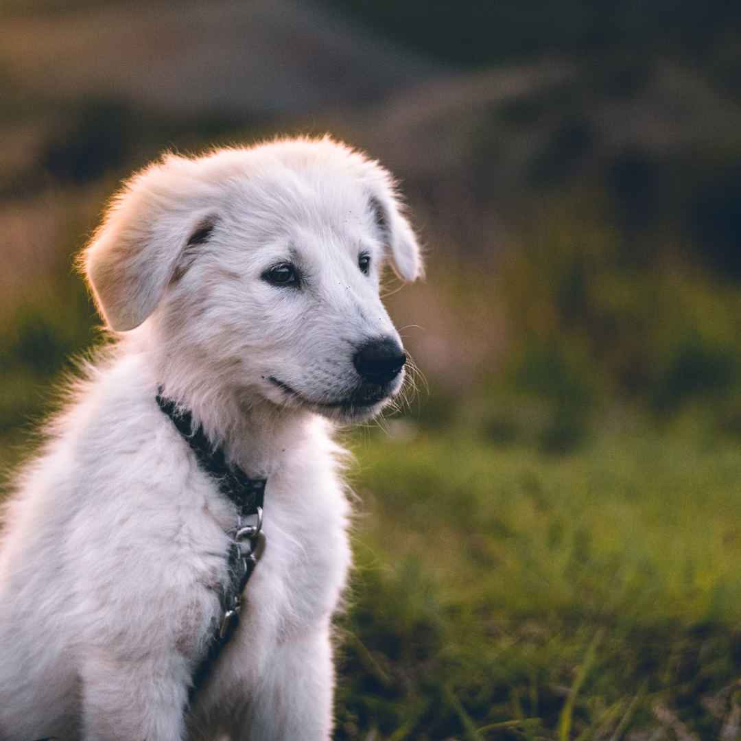 Puppy Supplies