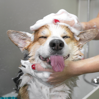 Dog Grooming