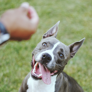 Dog Treats & Chews