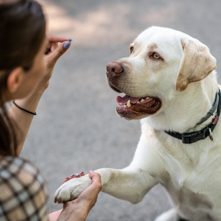 Dog Treats & Chews