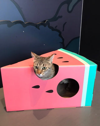 Vetreska Watermelon Cat Scratcher Box - Catoro