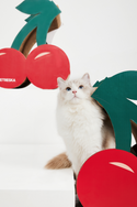 Vetreska Fruity Cat Scratcher - Cherry - Catoro