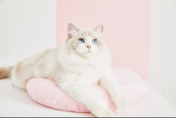 Peach Pet Bed - Catoro