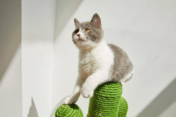 Oasis Cactus Cat Tree Mini - Catoro